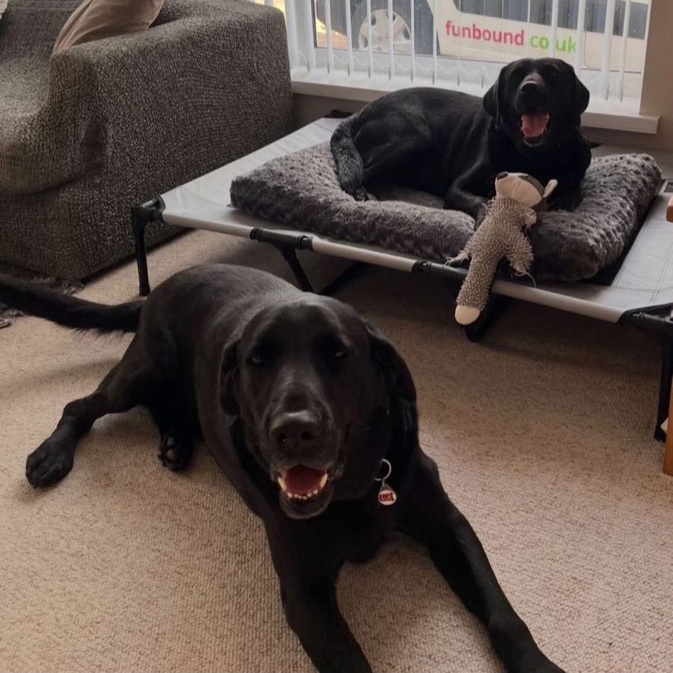 Funbound dog boarding walking running