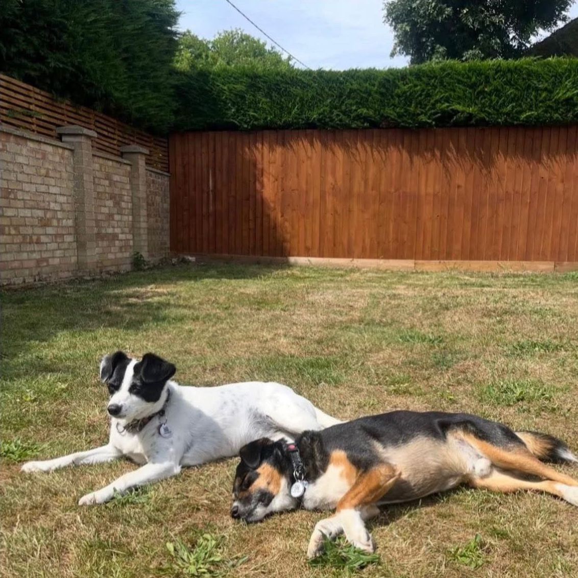 Home boarding for Dogs in Norfolk